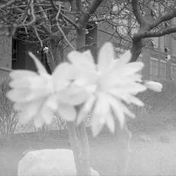 Kynikoi The Unheard Cries of a Caffeine Addict album cover